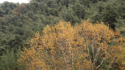 A solitary autumn tree displaying vibrant fall colors, symbolizing seasonal change, natural beauty, and the calm atmosphere of nature.