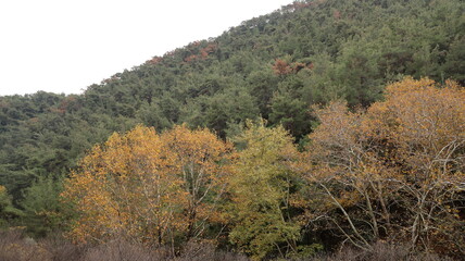 A solitary autumn tree displaying vibrant fall colors, symbolizing seasonal change, natural beauty, and the calm atmosphere of nature.