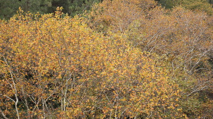 A solitary autumn tree displaying vibrant fall colors, symbolizing seasonal change, natural beauty, and the calm atmosphere of nature.