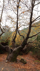 A solitary autumn tree displaying vibrant fall colors, symbolizing seasonal change, natural beauty, and the calm atmosphere of nature.