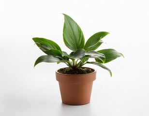 small potted plant on white background