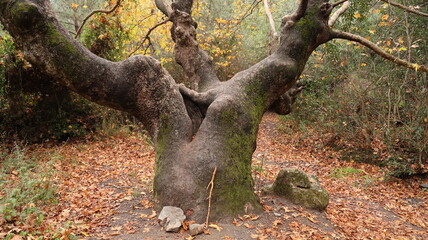 A solitary autumn tree displaying vibrant fall colors, symbolizing seasonal change, natural beauty, and the calm atmosphere of nature.