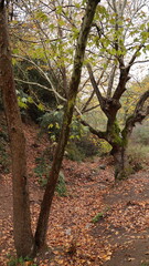A solitary autumn tree displaying vibrant fall colors, symbolizing seasonal change, natural beauty, and the calm atmosphere of nature.