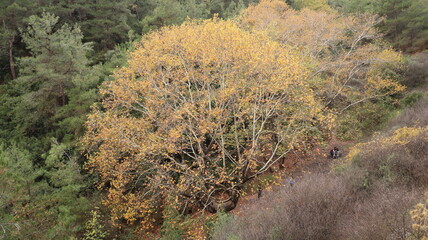 A solitary autumn tree displaying vibrant fall colors, symbolizing seasonal change, natural beauty, and the calm atmosphere of nature.