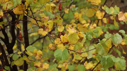 A solitary autumn tree displaying vibrant fall colors, symbolizing seasonal change, natural beauty, and the calm atmosphere of nature.