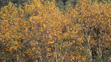 A solitary autumn tree displaying vibrant fall colors, symbolizing seasonal change, natural beauty, and the calm atmosphere of nature.