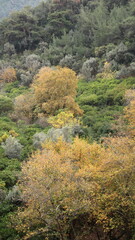 A solitary autumn tree displaying vibrant fall colors, symbolizing seasonal change, natural beauty, and the calm atmosphere of nature.