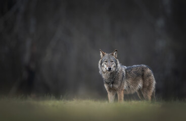 Grey wolf ( Canis lupus ) close up