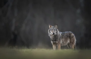 Fotobehang Muziek Grey wolf ( Canis lupus ) close up  © Piotr Krzeslak