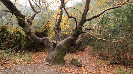A solitary autumn tree displaying vibrant fall colors, symbolizing seasonal change, natural beauty, and the calm atmosphere of nature.