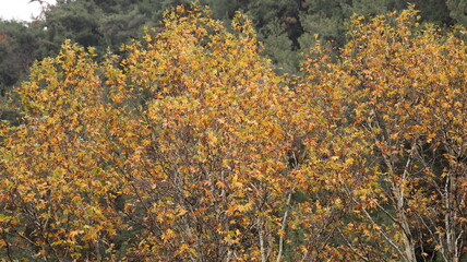 A solitary autumn tree displaying vibrant fall colors, symbolizing seasonal change, natural beauty, and the calm atmosphere of nature.
