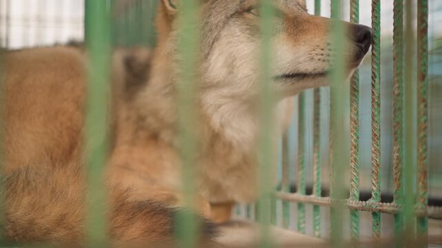 caged red wolf behind green bars sniffing and resting on concrete shelf, rusted metal bars and muted light, closeup of fur, muzzle and sleepy eyes, moments of alertness then sleep, melancholic zoo