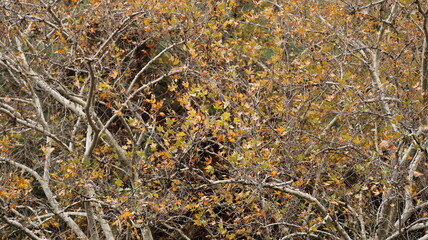 A solitary autumn tree displaying vibrant fall colors, symbolizing seasonal change, natural beauty, and the calm atmosphere of nature.