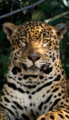 Obraz premium Wild jaguar portrait in the Pantanal wetlands, Brazil.