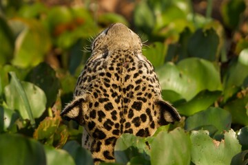 Fototapeta premium Back view of a wild jaguar looking up in natural habitat. 