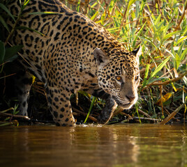 Fototapeta premium Wild jaguar wading into river in the Pantanal, Brazil.