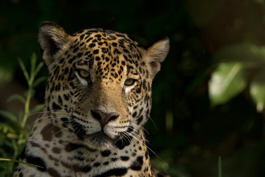 ild jaguar portrait with contrast of light and shadow in the Pantanal, Brazil.