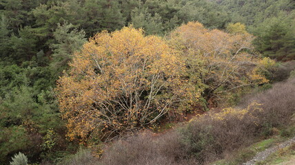 A solitary autumn tree displaying vibrant fall colors, symbolizing seasonal change, natural beauty, and the calm atmosphere of nature.