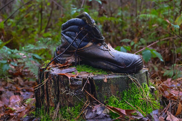 Lost Hiking Boot Resting on a Mossy Tree Stump in a Lush, Green Forest During the Autumn Season