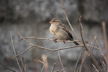A small brown sparrow perched calmly on a bare, thin tree branch against a soft grey blurred background