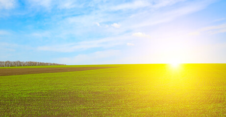 Panoramic landscape of a green agricultural field at bright sunrise.