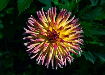 View of dahlia in the garden. Variety - Karma Sangria