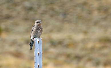 Juvenile Mountain Bluebird perched on a sign facing the viewer, Grand Teton National Park, Wyoming  USA
