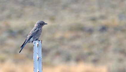 Side view of a juvenile Mountain Bluebird perched on a sign, Grand Teton National Park, Wyoming  USA
