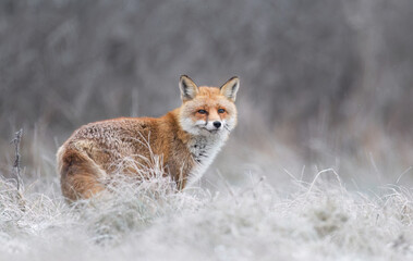 Red fox ( Vulpes vulpes ) in winter scenery