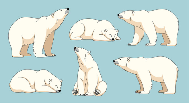 Detailed set of six polar bear illustrations in realistic poses, including standing, sitting, sleeping, and looking up. An arctic animal collection on a blue background.