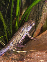 Obraz premium Closeup on a vibrant blueish colored male Japanese fire-bellied newt Cynops pyrrhogaster