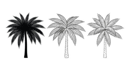 Fototapeta premium Set of three date palm tree illustrations in different styles: a solid black silhouette and two detailed, hand-drawn sketches. A versatile tropical plant graphic.