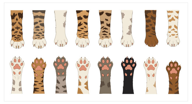 Collection of various cat paws and legs showing different fur patterns and colors, including views of the top and bottom pads. A detailed set for animal lovers.