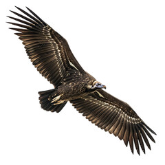 Fototapeta premium Vulture in Mid-Flight with Extended Wingspan