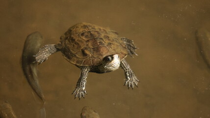 Obraz premium Peaceful turtle swimming through clear water, capturing calm motion and the beauty of marine life in its natural environment.