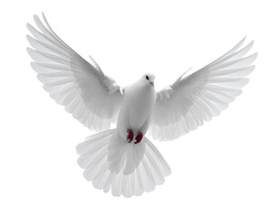 Obraz premium Collection of Vibrant Blue Wildflowers, isolated on a transparent background Gemini Flash_White Dove Flying with Wings Fully Spread, isolated on a transparent background