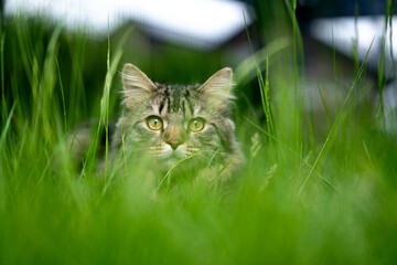 Tabby Maine coon cat hiding in high grass looking at camera © FurryFritz