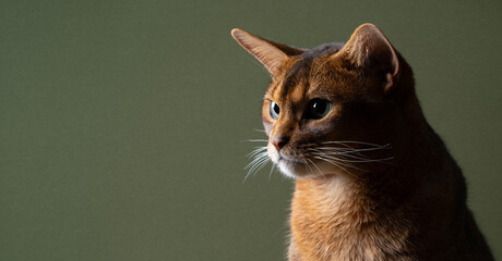 profile view of fawn colored abyssinian cat looking at copy space against green background