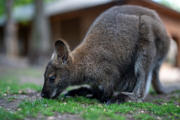 Close-up of a small wallaby grazing on green grass.