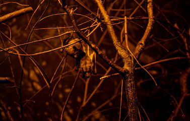 Fruit bat hanging upside down from a branch in dark night conditions.
