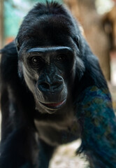 Obraz premium Close-up portrait of a western lowland gorilla looking at camera.