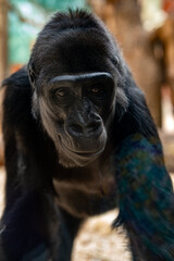 Obraz premium Close-up portrait of a western lowland gorilla looking at camera.