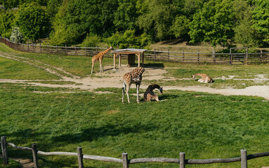 Herd of giraffes resting and grazing in a spacious grassy zoo paddock.