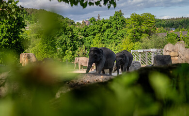 Herd of Asian elephants walking near a water pool in a rocky zoo enclosure.