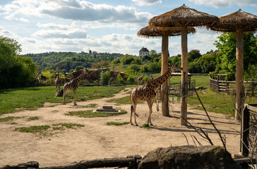 Herd of giraffes resting and grazing in a spacious grassy zoo paddock.