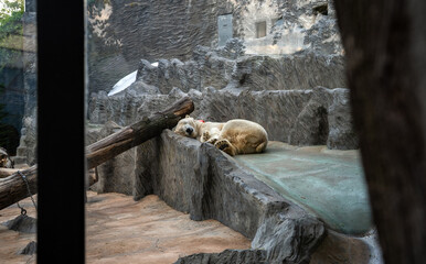 Polar bear sleeping on a rocky ledge in its zoo enclosure.