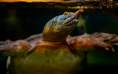 Asiatic softshell turtle swimming underwater in its habitat.