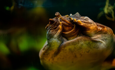 Asiatic softshell turtle swimming underwater in its habitat.