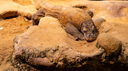 Komodo dragon resting on a sandy rock in its natural habitat.