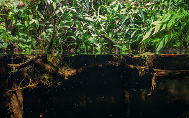 Tropical freshwater habitat with green plants and driftwood.